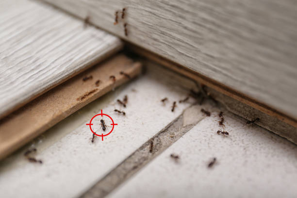 Reliable Greilickville, MI Pest Control Solutions