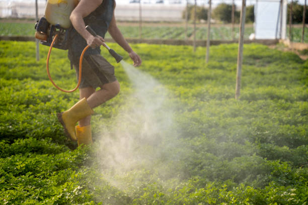 Best Wasp Removal Services  in Greilickville, MI